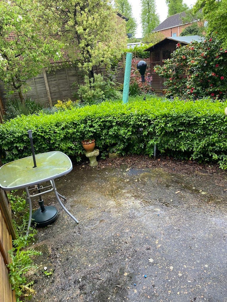 Overgrown garden before clearance